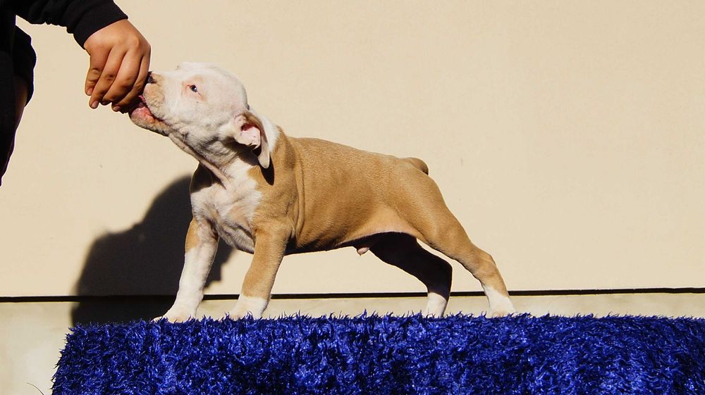 Lolek, mocny samiec Amstaff,  szczeniak z rodowodem,  do odbioru