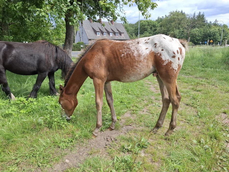 Sprzedam klacz tarantkę 10 lat i inne konie
