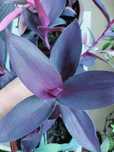 Unikatowe trzykrotki kolekcjonerskie Pallida Blue Sue, Pink Paradise