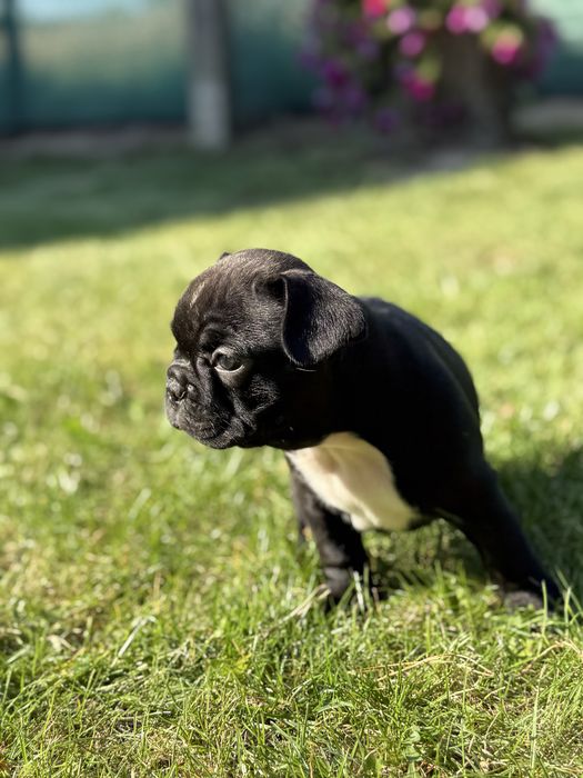 Sunia buldog francuski