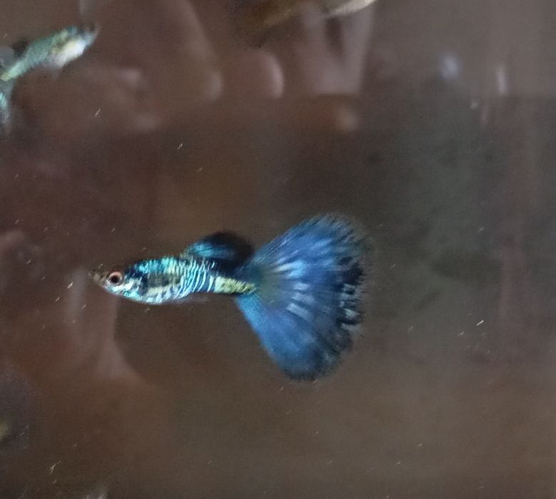 Guppies Blue Galaxi