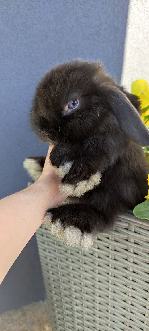 Mini Lop królik gotowe do odbioru