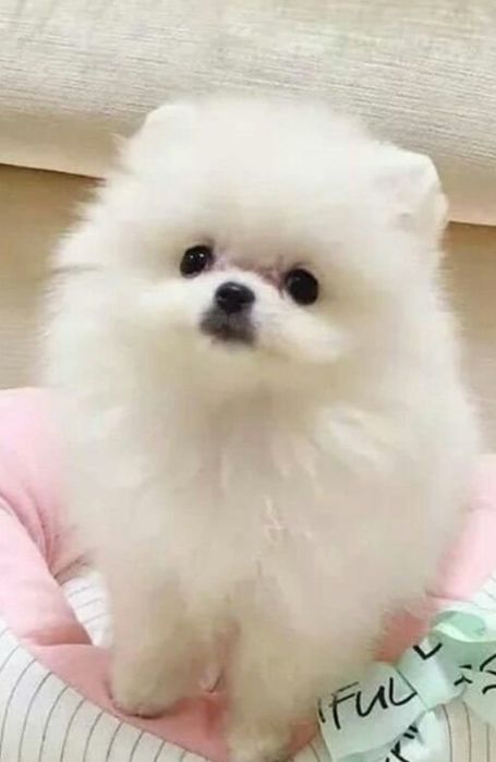 Крошечный мальчик, мини.