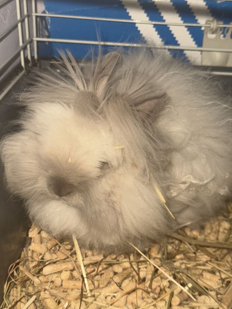 Króliczek Karzełek Teddy
