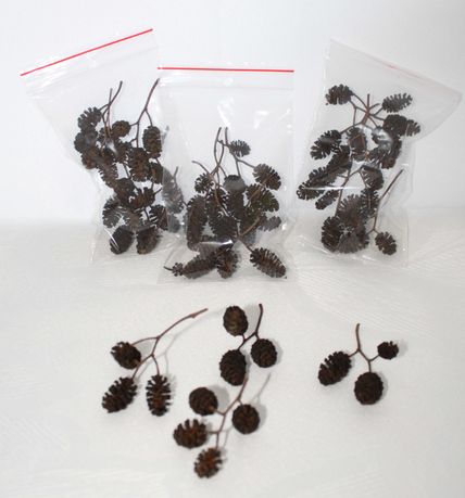 Szyszki olchy czarnej olszyny do akwarium lub dekoracji na gałązkach