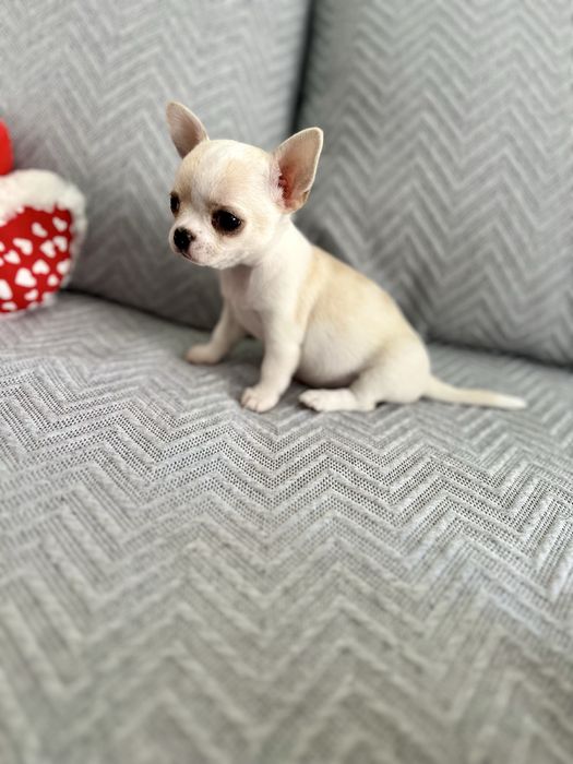 Menina chihuahua super minuatura perfeita