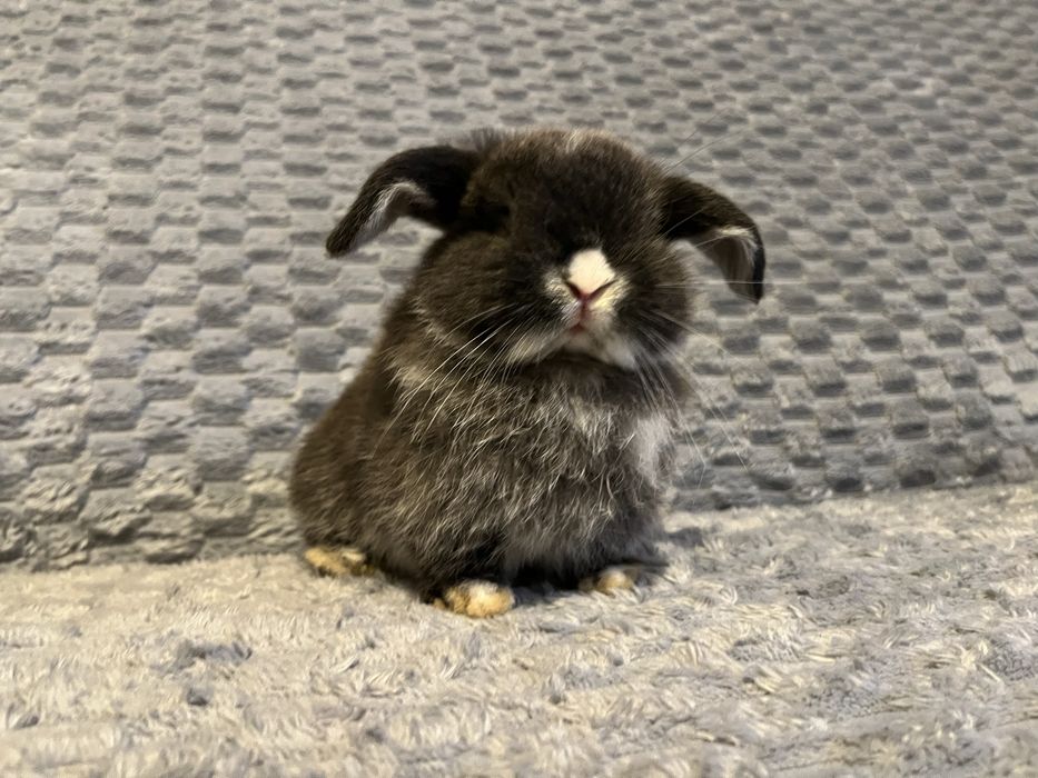 Mini lop maluch wyjątkowy