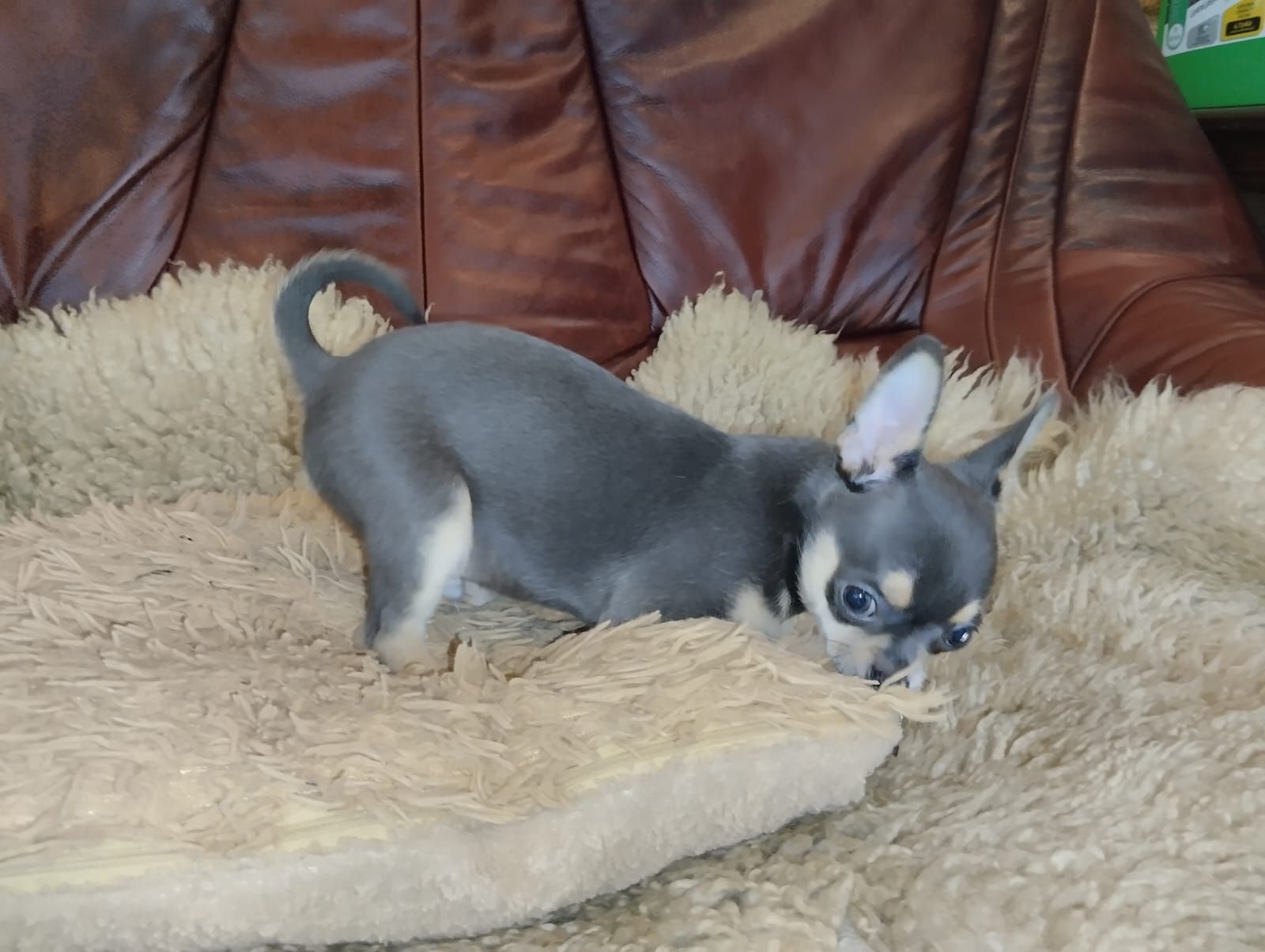 Chihuahua,  mini piesek,  piesek