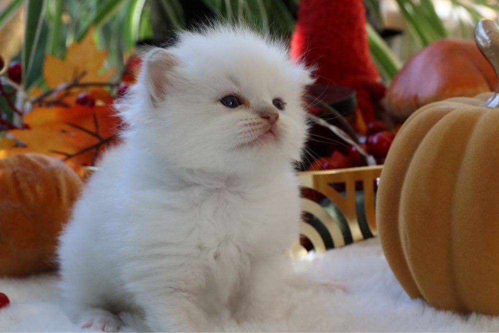 Dolla kotka Ragdoll rodowód Fpl. Idealny do felinoterapi.