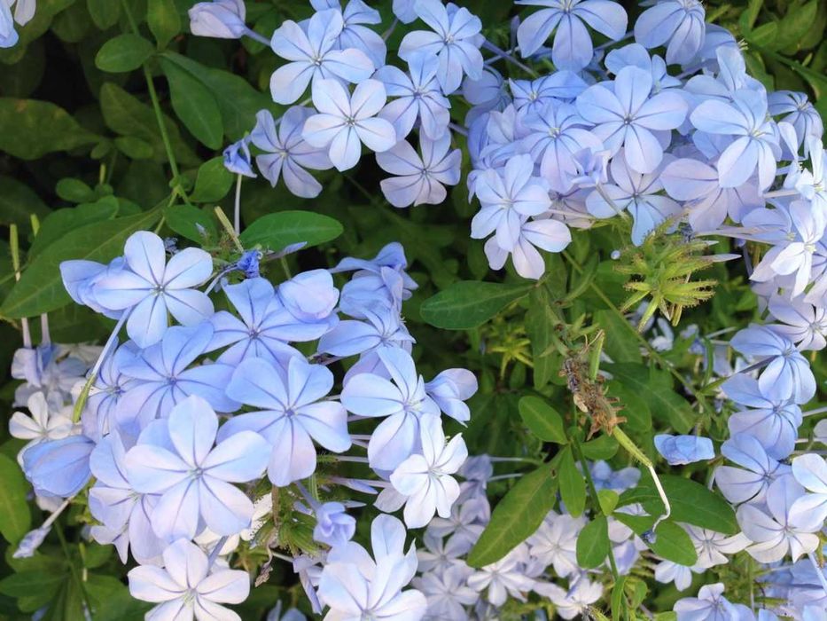 Plumbago auriculata ou jasmin azul ou Bela Emilia      RESERVADAS