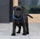 Staffik, staffordshire bull terrier, stafford