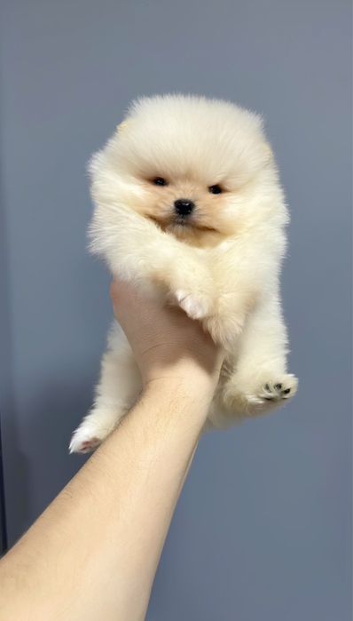 Померанский шпиц мини, щенок 2 мес