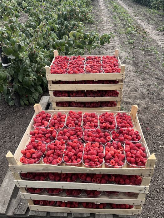 Maliny prosto z plantacji Październik aktualne