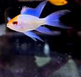 Pielęgniczka ramireza electric blue gold head