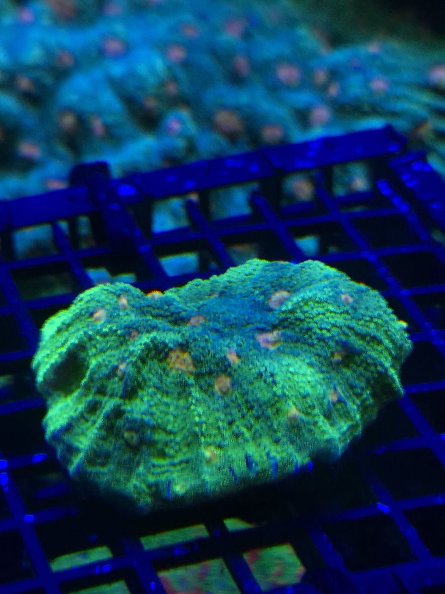 Echinophyllia chalice space invader akwarium morskie