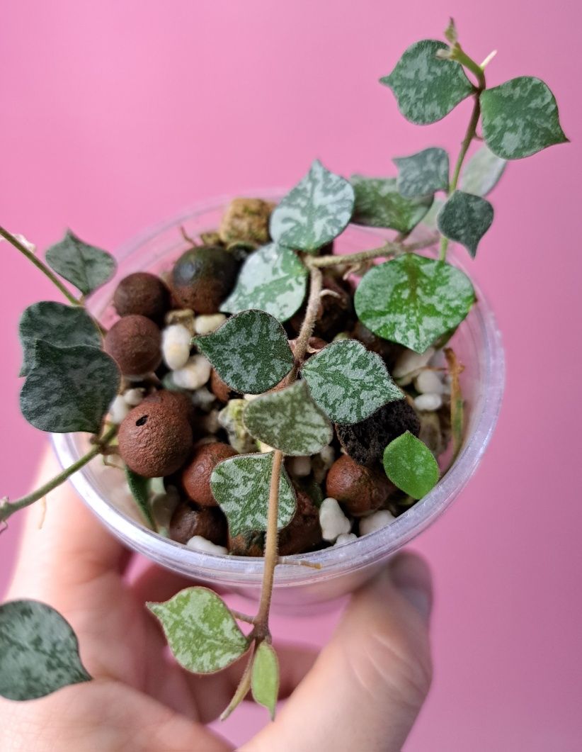 Hoya curtisii silver