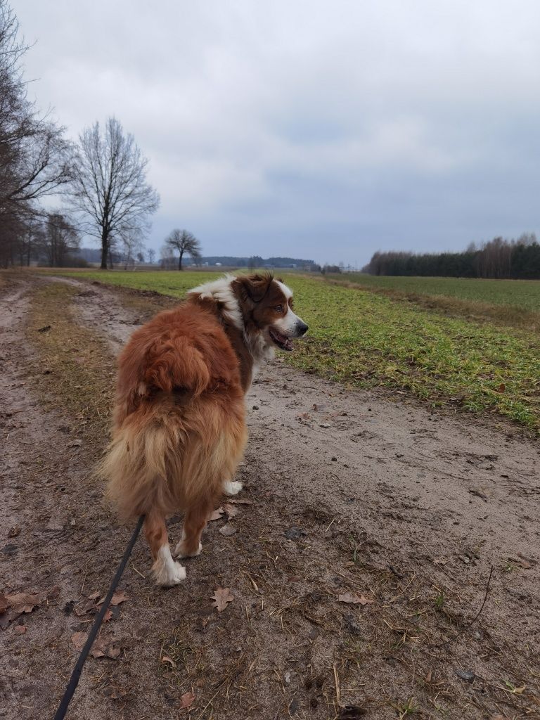 Pies zabezpieczony w okolicach Głowaczowa
