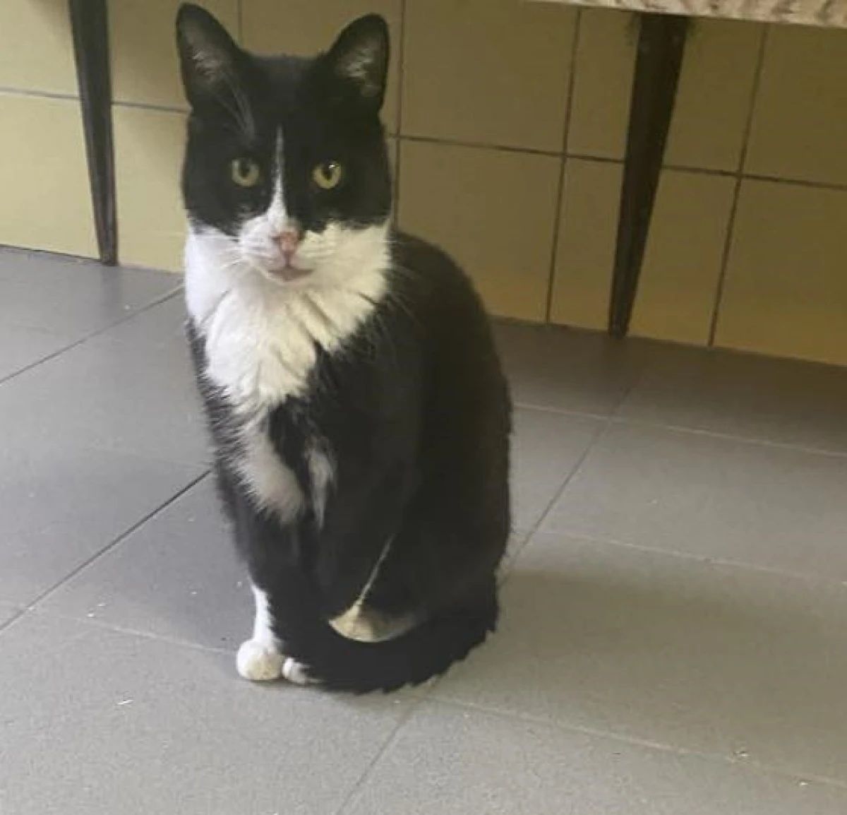 Kocurek Pingu od półtora roku poleca się do adopcji
