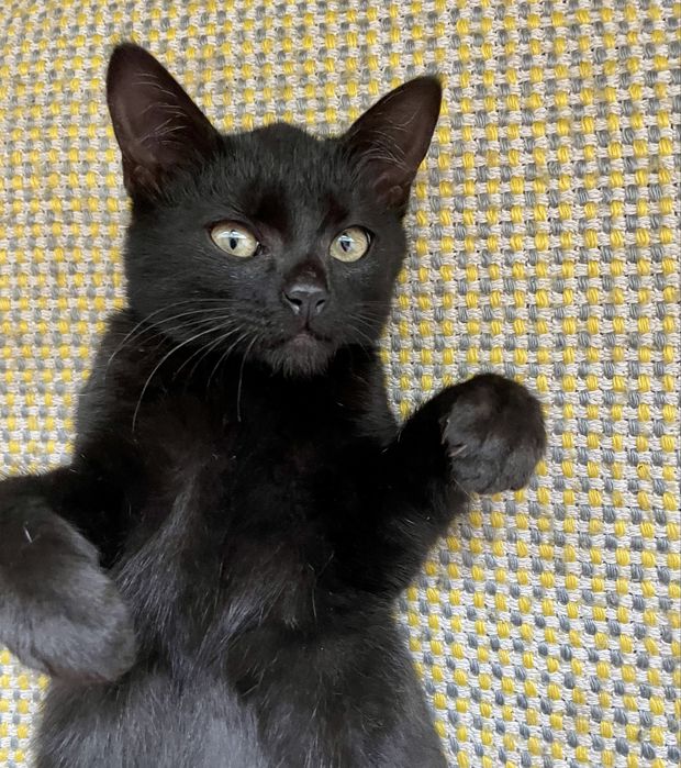 Віддам в добрі руки