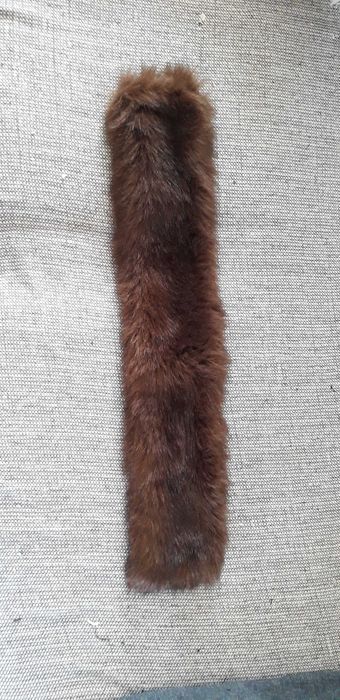 Gola de pelo castanho, fofinha