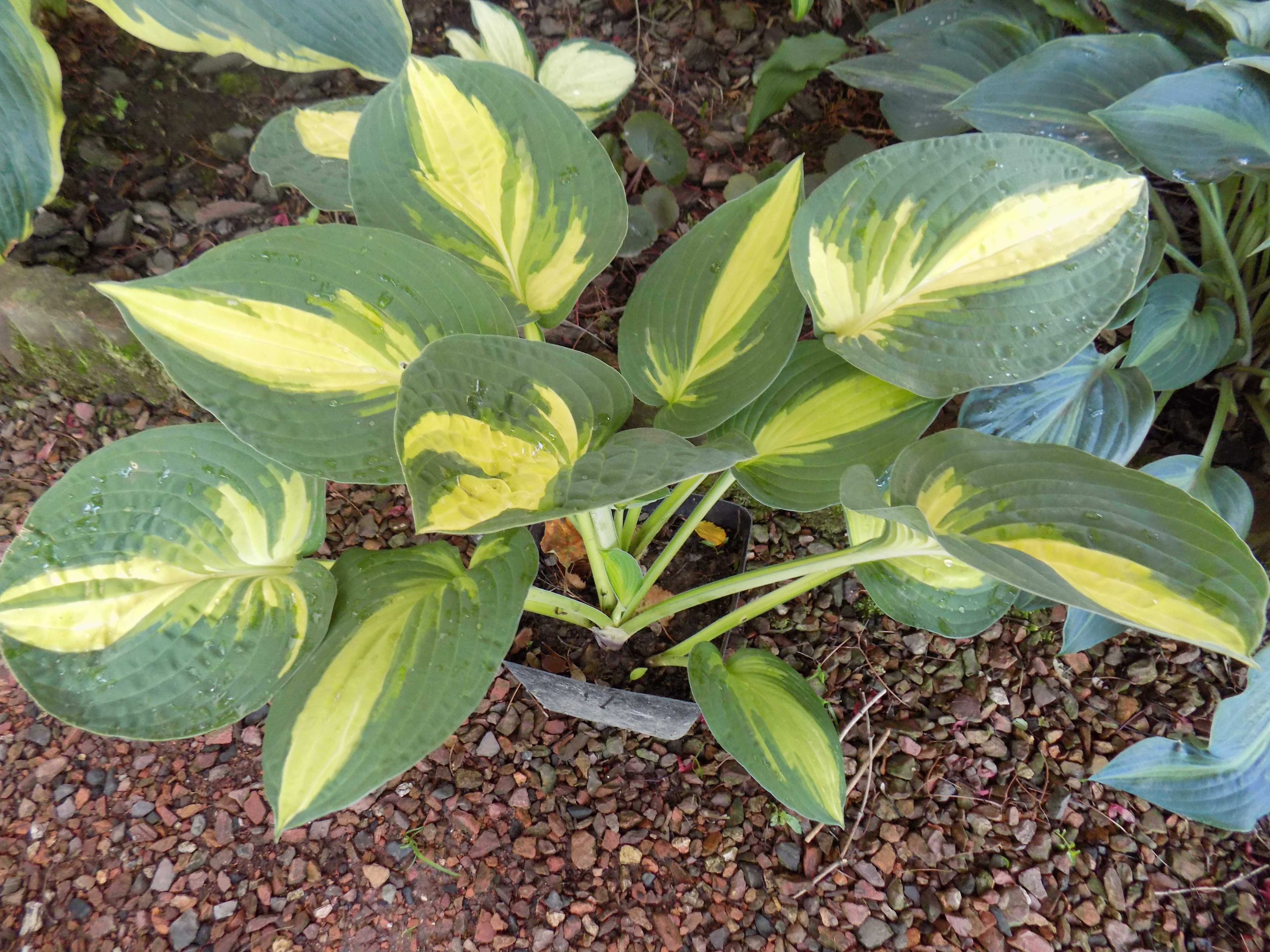 Hosta (Funkia) „Lakeside Cupcake”