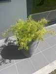 Vaso alto com plantas