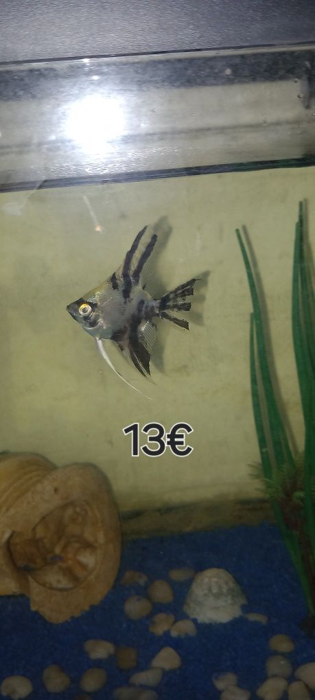 Peixes de agua fria e 1 de agua quente