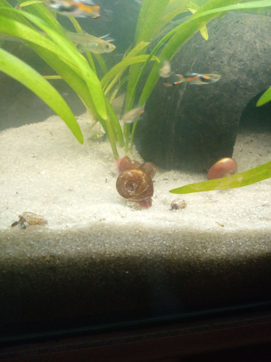 Ślimaki do akwarium
