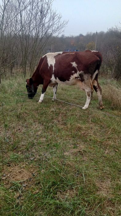 Продам корову породы  Шоты