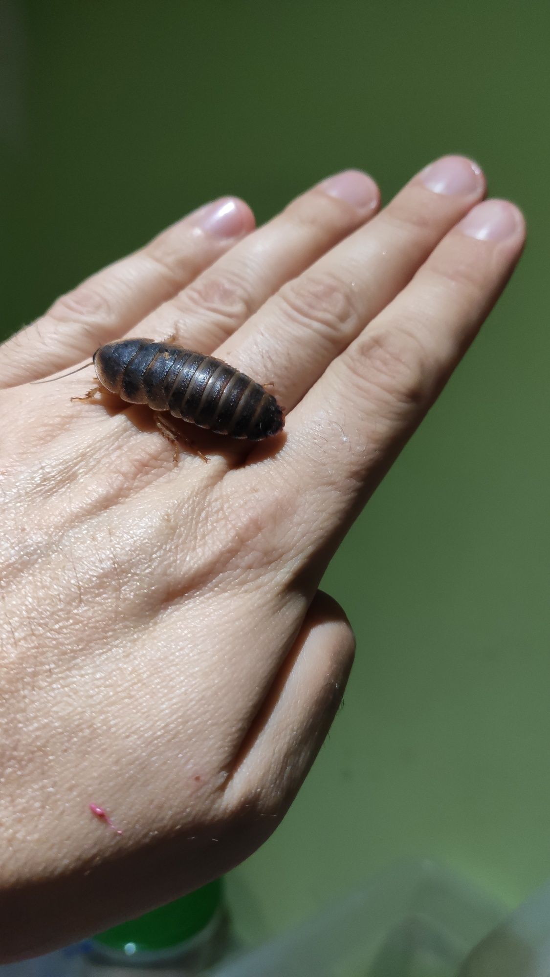 Karaczany Argentyńskie, dubia 3-4cm
