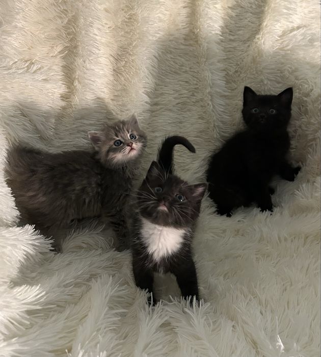 Котики в хороші руки