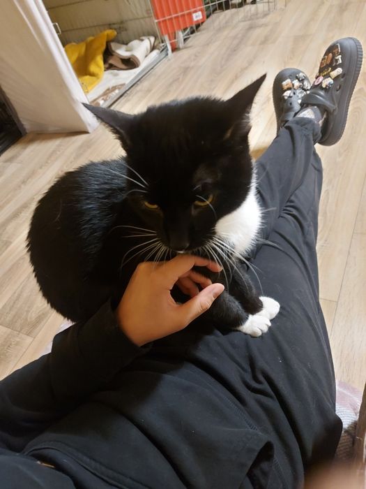 Pepper - roczny kocurek szuka domu!