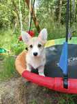 Welsh corgi pembroke ZKwP FCI