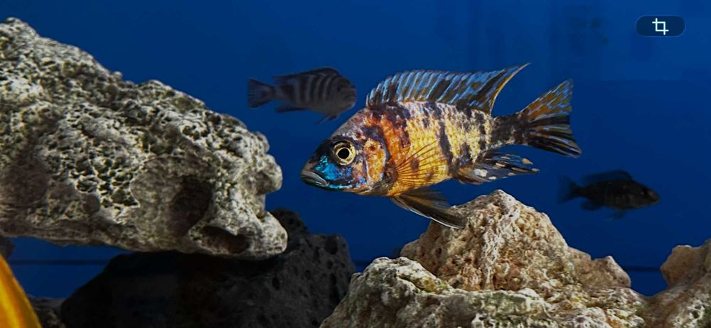 AULONOCARAS OB's MALAWI