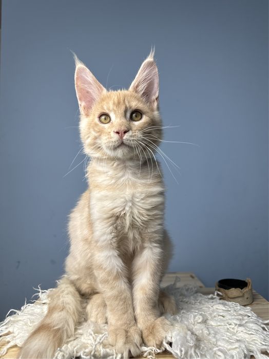 Котенок для семьи очень ласковый мальчик мейн кун