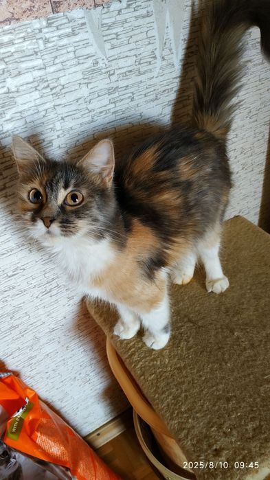 Відам в добрі руки