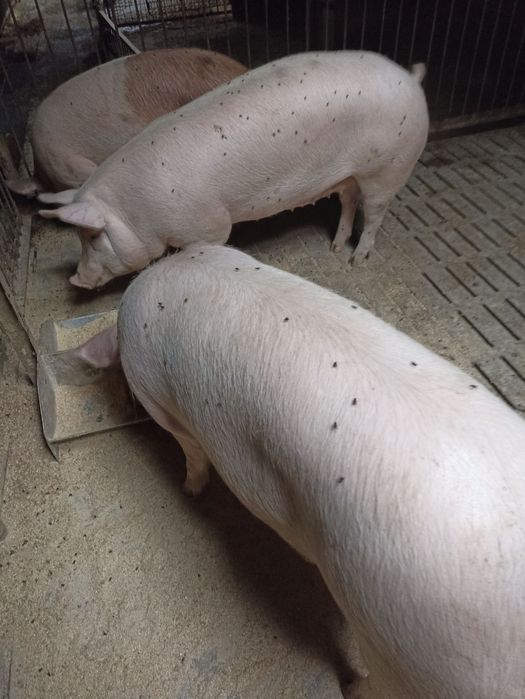 Продам свиней м'ясної породи