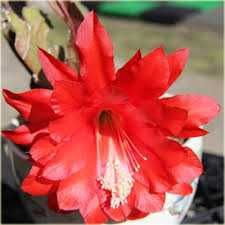 kwiat doniczkowy Epiphyllum