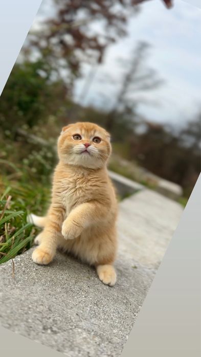 Шотландці кошенята золота шиншила шотландські маленькі вислові