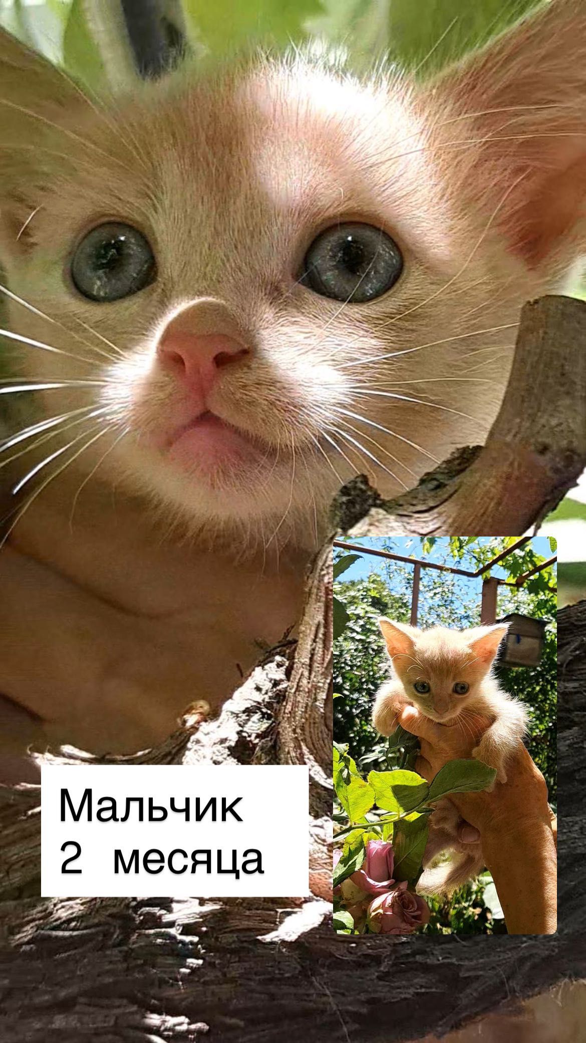 Красивые котята Бесплатно