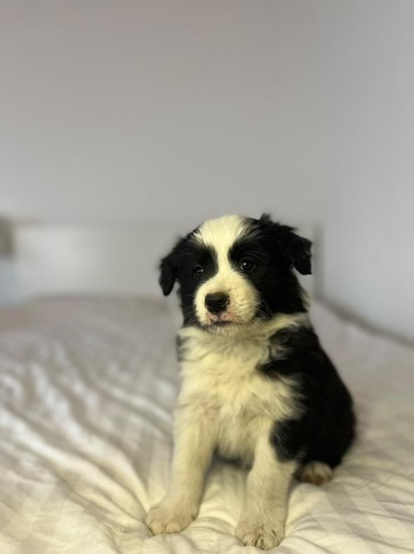 Border Collie  ZkwP FCI, piesek GOTOWY DO ODBIORU!!!