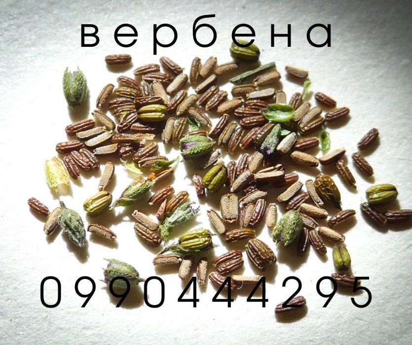 Насіння Вербени лікарської