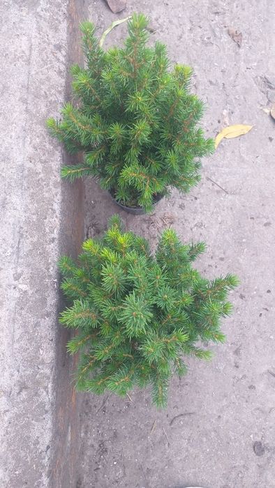 Канадська Ялинка Коніка.