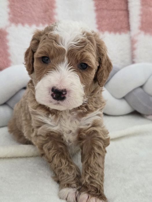 Mini Goldendoodle F1b Chłopczyk
