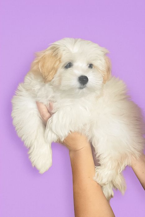 Щенки мальтипу f1