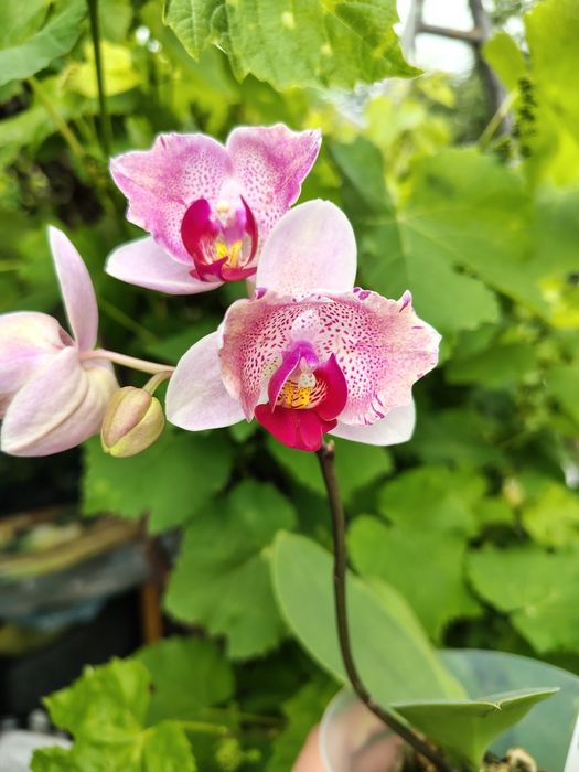 ТЕРМІНОВО! Розпродую власну колекцію орхідей