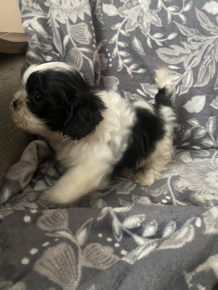 Piesek rasy shih tzu