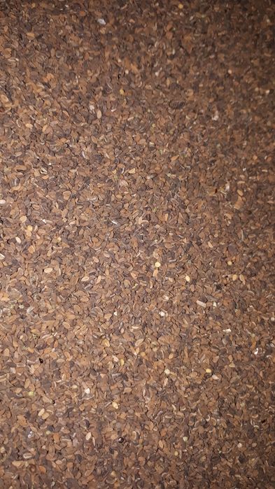 Facelia błękitna zbiór 2025 dobra na poplony