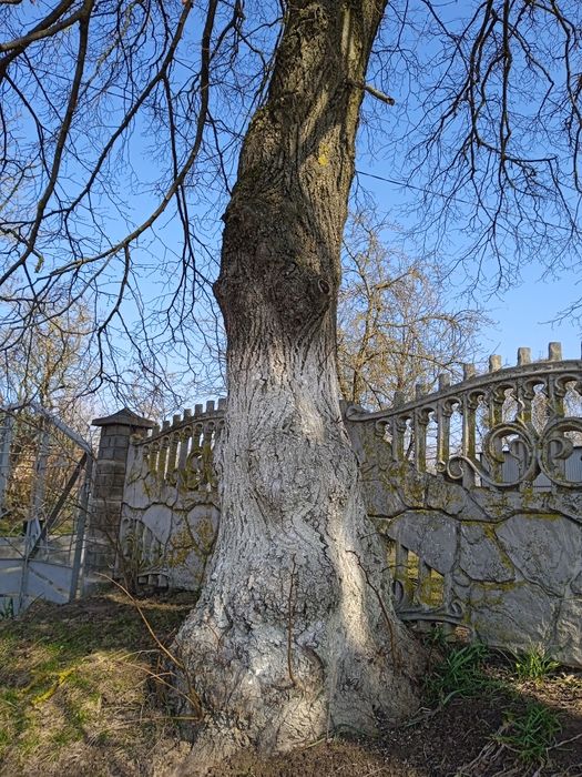 Дерево, деревина, липа самозріз