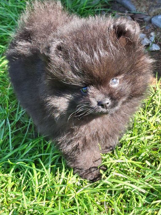 Pomeranian piesek